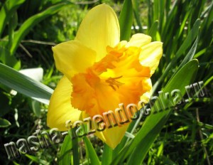 Нарцисс - ранний весенний луковичный цветок