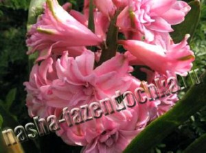 Гиацинты - весенние декоративные луковичные цветы