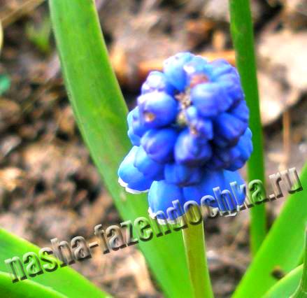 Мускари - многолетние неприхотливые мелколуковичные ранние весенние цвеускари - многолетние неприхотливые мелколуковичные ранние весенние цветы