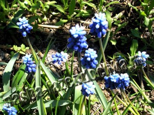 Мускари - многолетние неприхотливые мелколуковичные ранние весенние цвеускари - многолетние неприхотливые мелколуковичные ранние весенние цветы