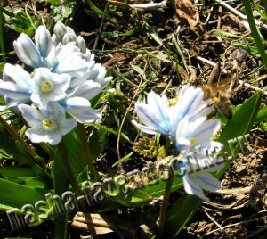 Пушкиния - неприхотливые весенние цветы