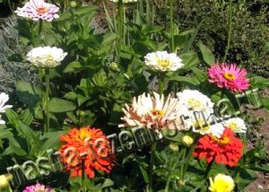 Циннии (майоры) - однолетние неприхотливые растения с цветами разной расцветки