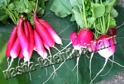 Редис – ранний весенний овощ