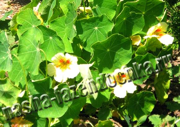 Настурция - неприхотливый, красивый и полезный однолетний цветок