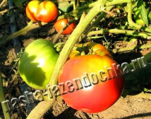 Разновидности томатов (помидоров)