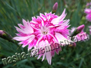 Гвоздика перистая - неприхотливый, декоративный многолетний цветок
