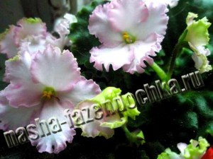 фиалка (сенполия), освещение комнатных растений