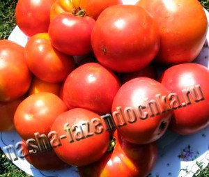 томат (помидор) заправка для борща