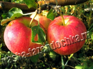 Выбираем сорта яблони для закладки сада