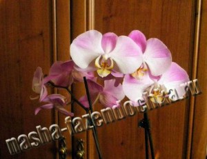 Фаленопсис (орхидея) – выращивание и уход