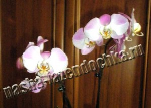 Фаленопсис (орхидея) – пересадка и размножение