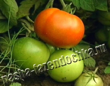 Томаты (помидоры) – выращиваем рассаду