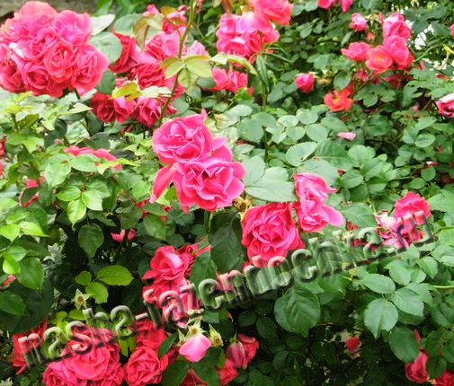 Плетистые розы - можно высаживать возле дома, беседки или перголы.