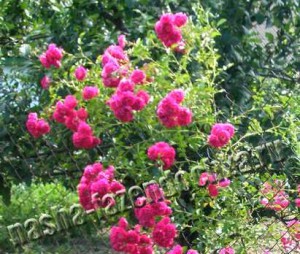 Плетистые розы – особенности посадки привитых саженцев