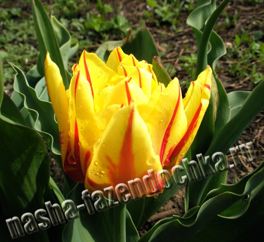Раннецветущие луковичные растения – уход весной, тюльпан