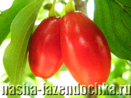 Кизил – декоративное растение с полезными плодами