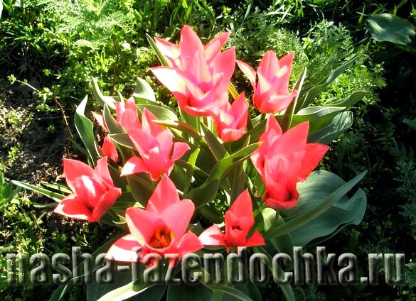 Луковичные цветы в каменистом саду, тюльпаны