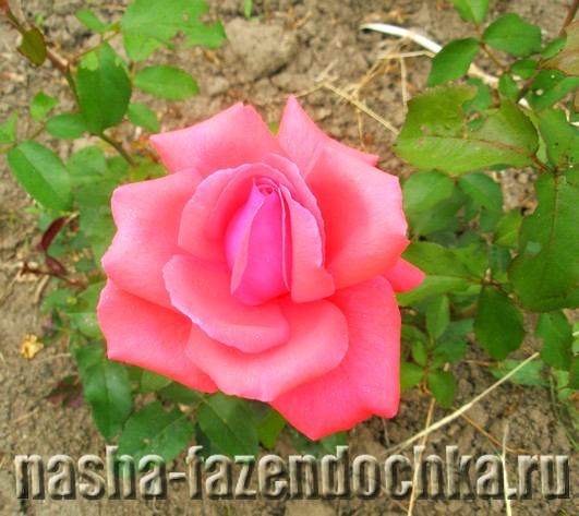 роза, Лунный календарь огородника и садовода на июль 2013г