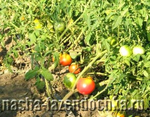 Уход за помидорами в открытом грунте