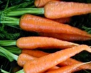 Правильно храним корнеплоды, морковь
