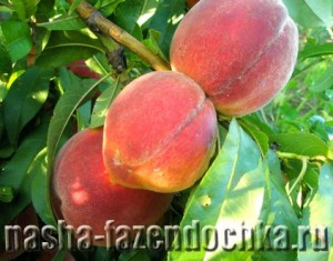 Плодовые деревья для южных регионов, персик