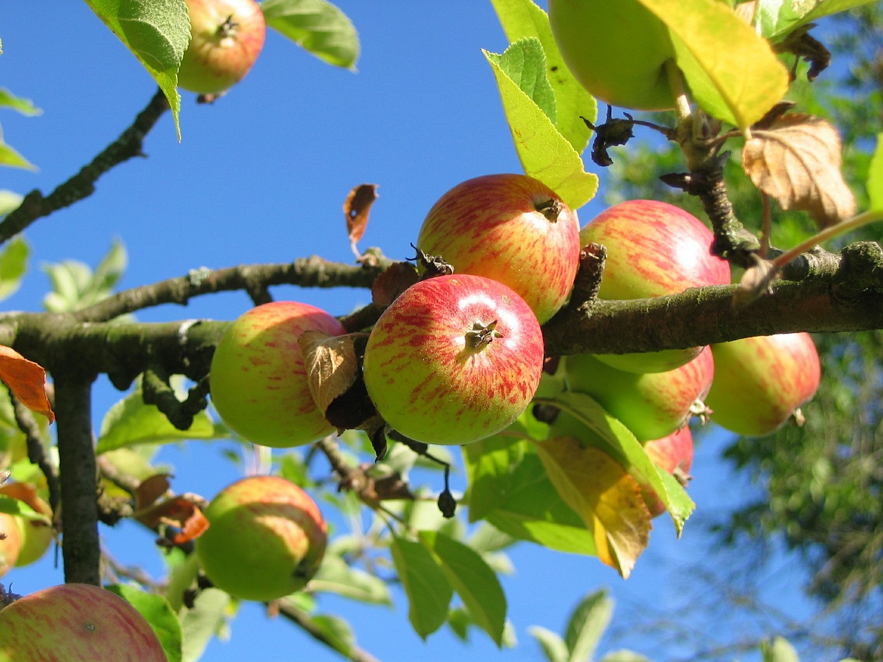 яблоня, садовый луг, урожай яблок