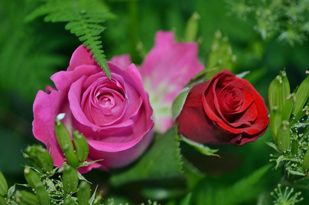 розы, цветы, сад-