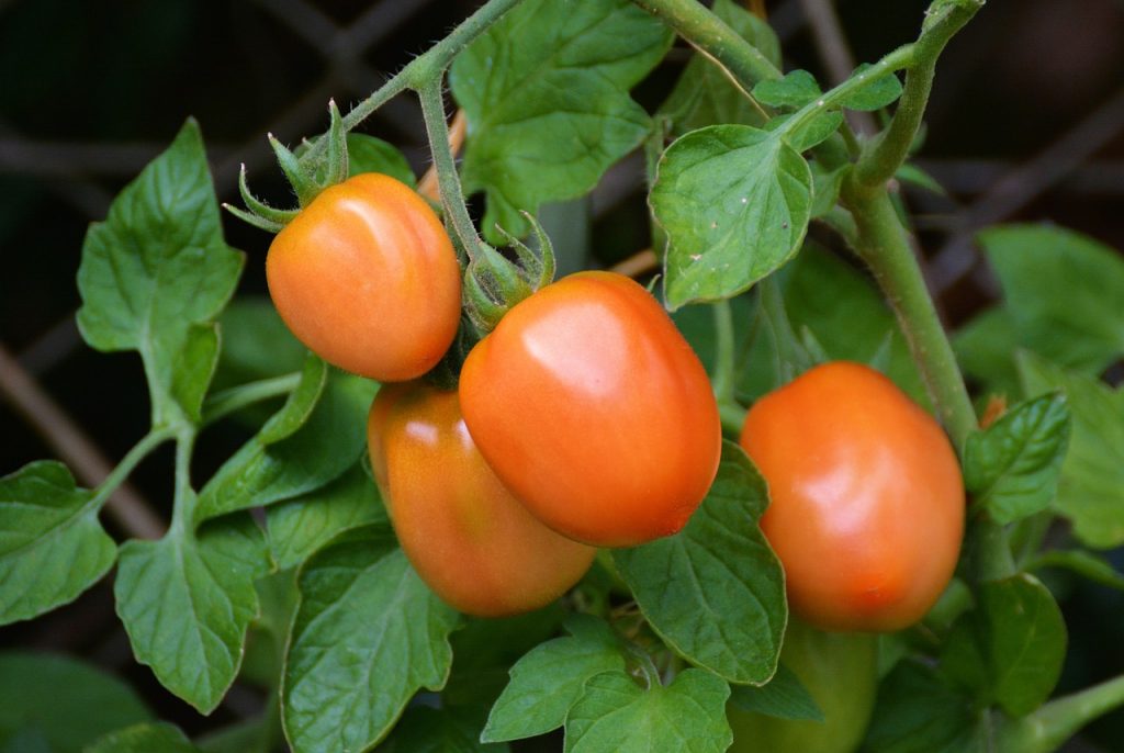 Болезни томатов: причины, симптомы и методы борьбы